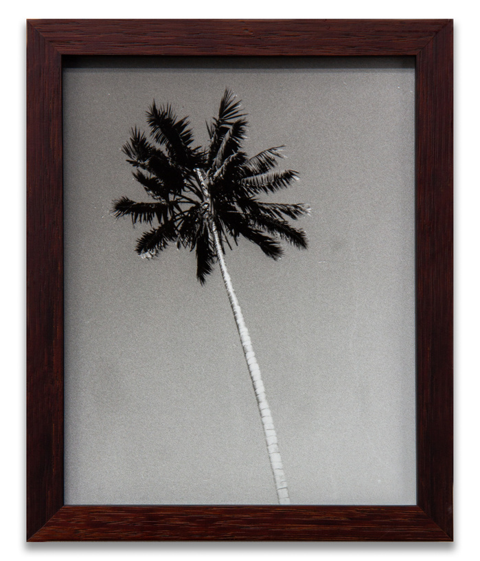 "Wednesday Sutherland" "palm tree" darkroom "silver gelatin print" "making pictures" "james rhodes" "aidan gageler" "peta lumley" "liz o'brien" "newcastle artist" "newcastle photomedia artists" photomedia "the creator incubator"