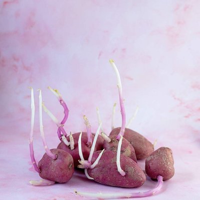 sprouted red potatoes on a pink marble effect backdrop