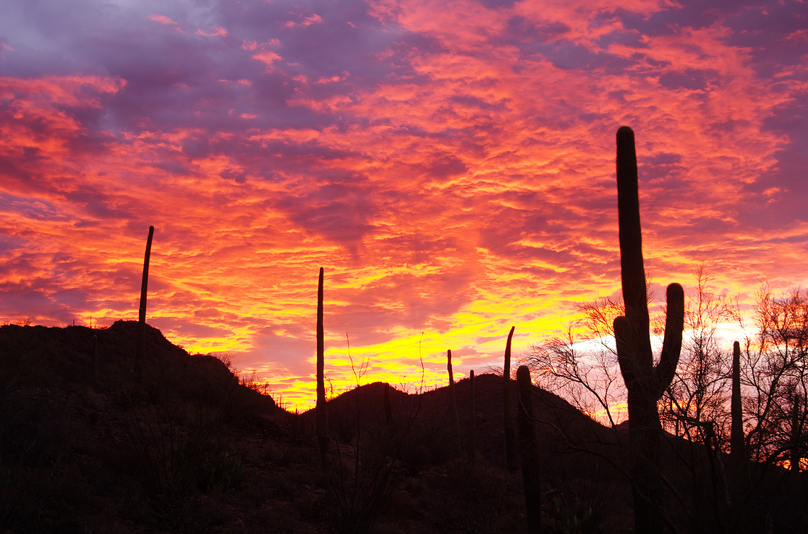 Saguaro National Park sunrise.