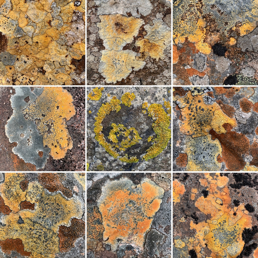 Photography by Lynn Comley. Lichens have been the inspiration for a series of wet felt and stitch studies by UpandDownDale felt artist Lynn Comley. Growing on the west coast of Scotland they grow in abundance 