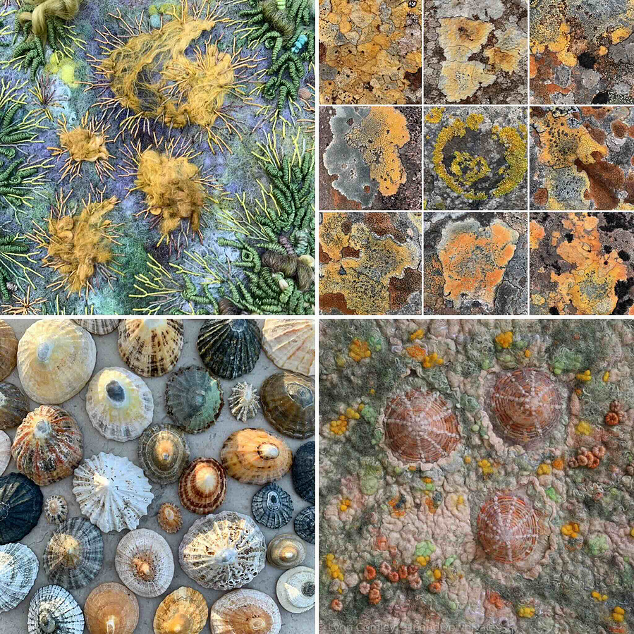 Embroidery moss and lichen inspired greeting card. Limpet inspired greeting card from original artwork by textile artist Lynn Comley 