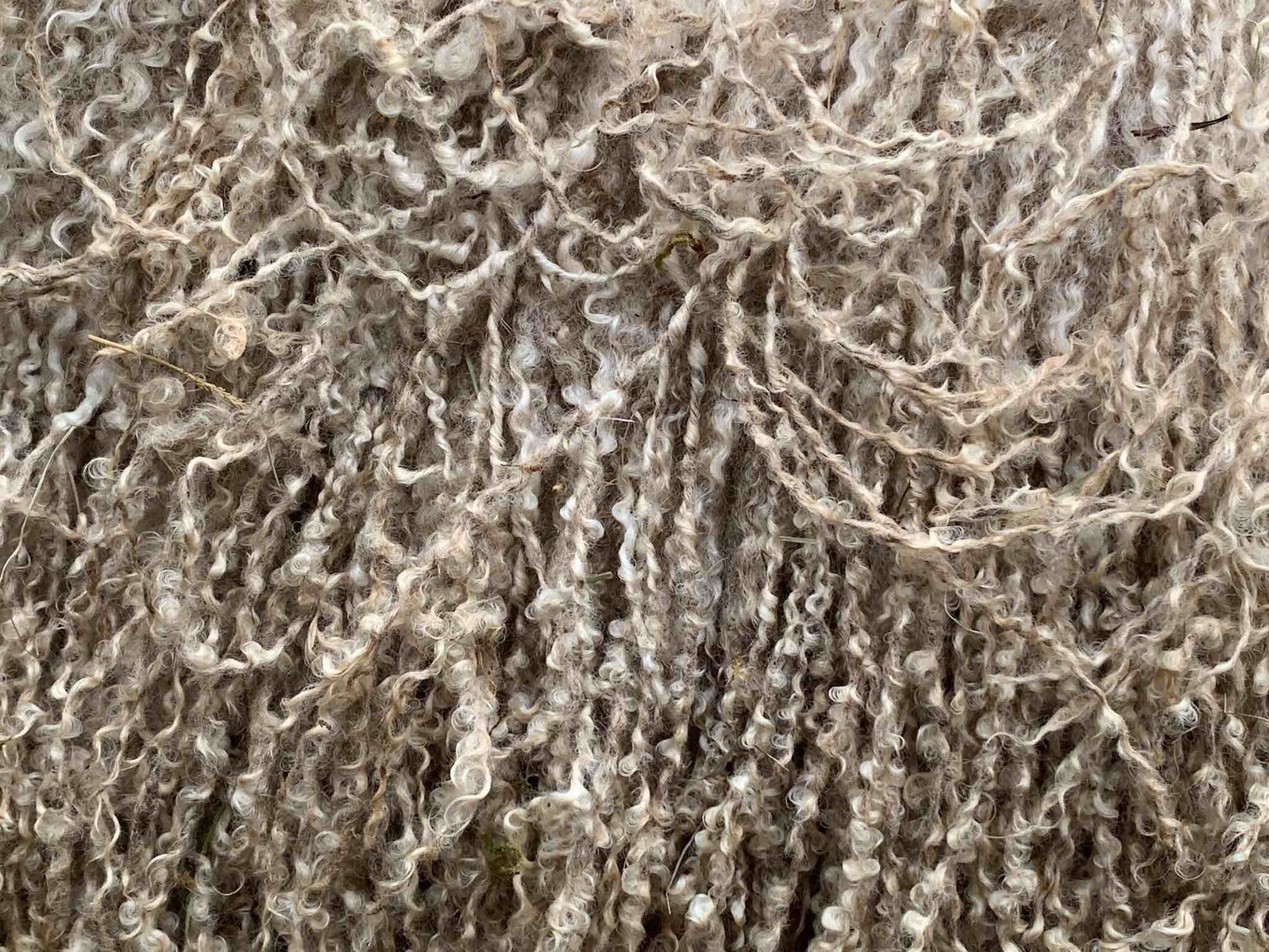 What is wet felting. Wensleydale wool locks have amazing texture. The naturally long locks can be incorporated into wet felting projects. Photo credit Lynn Comley
