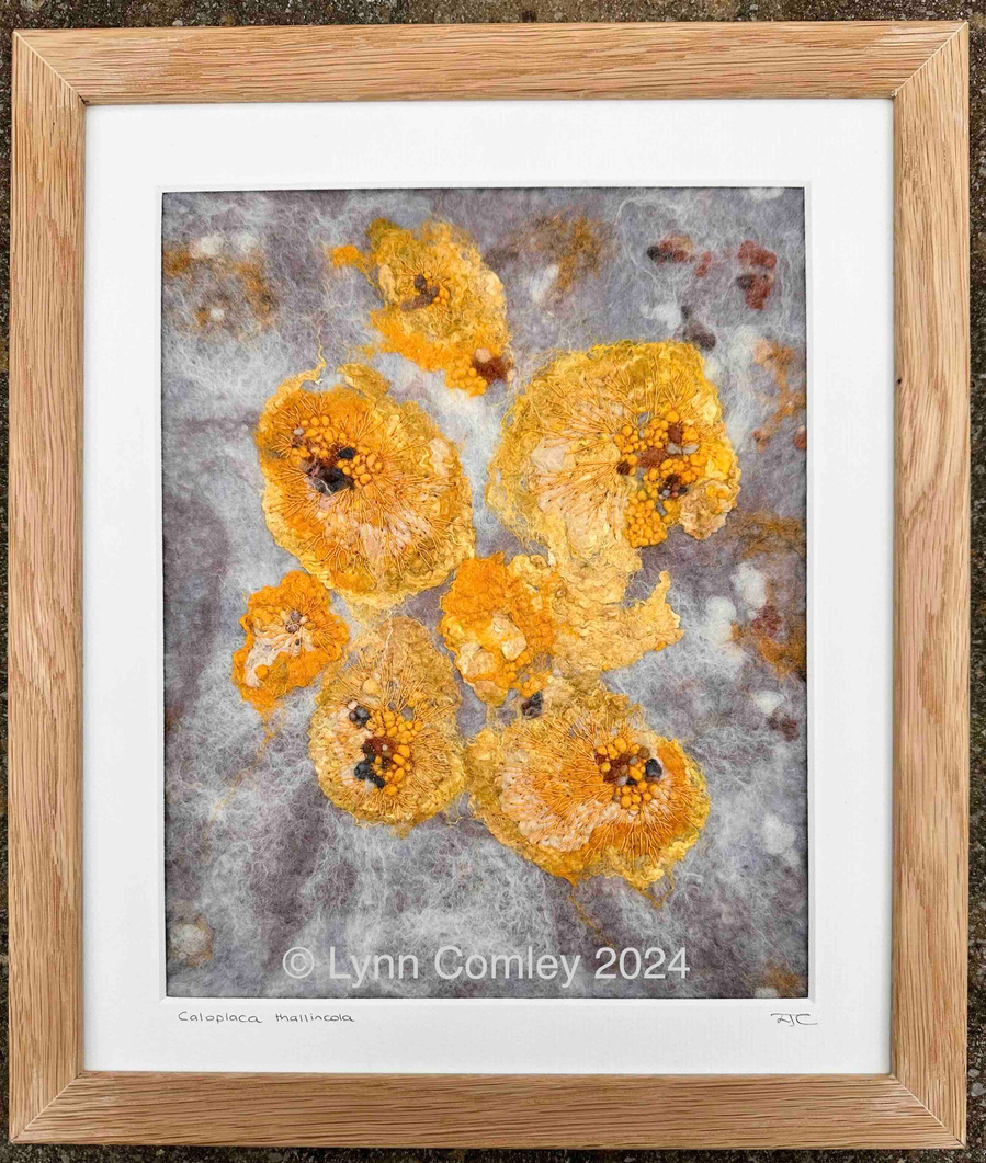 Embroiderery on  handcrafted felt by LYNN COMLEY Caloplaca thallincola, lichen inspired contemporary textile art 