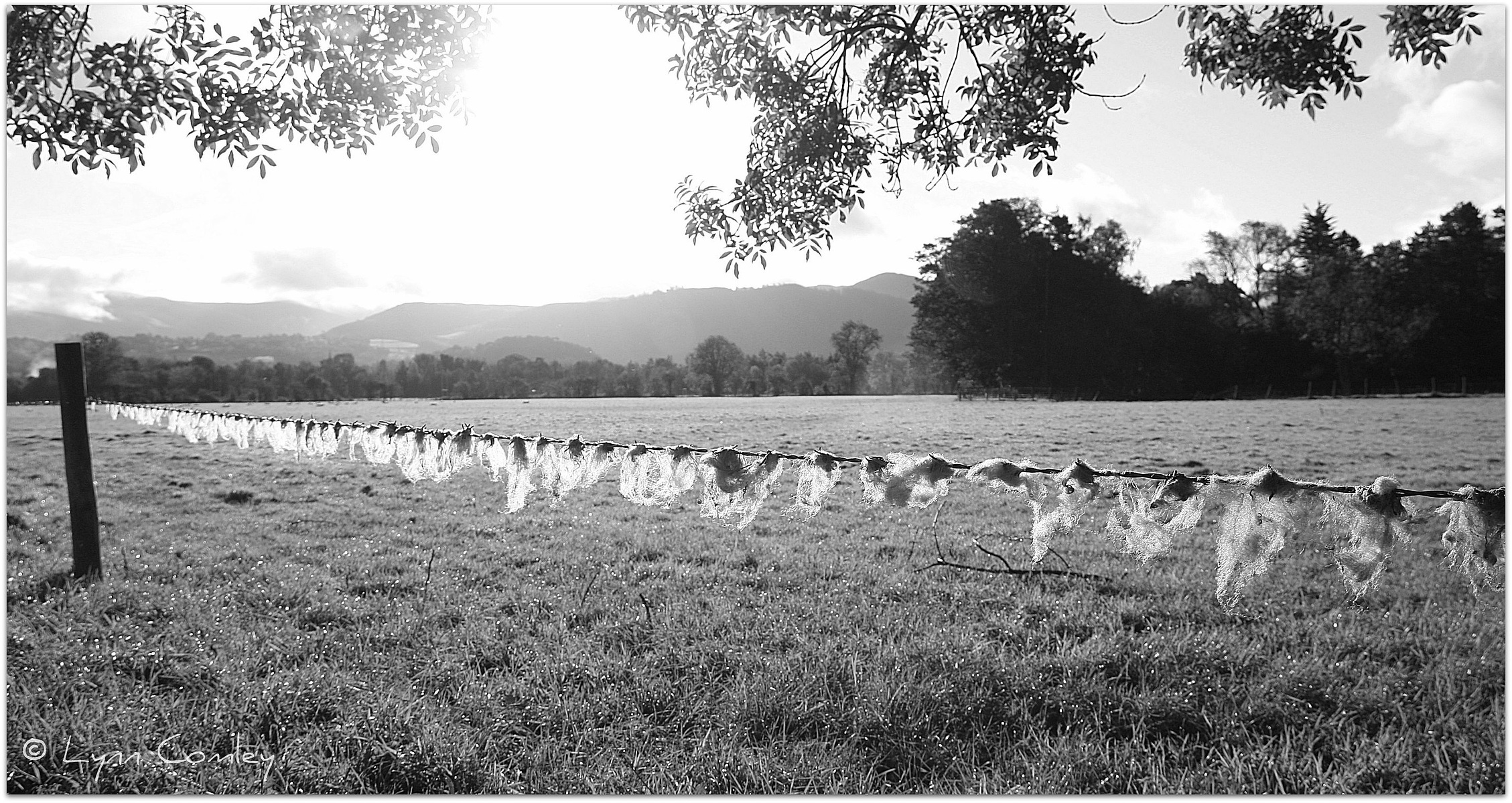 What is wet felting? Wet felting is created using sheep fleece. Wet felting is made from wool tops which look like the wool  caught on a wire fence in this photograph by Lynn Comley of Up and Down Dale. Lynn is a British felt maker and embroidery artist. 