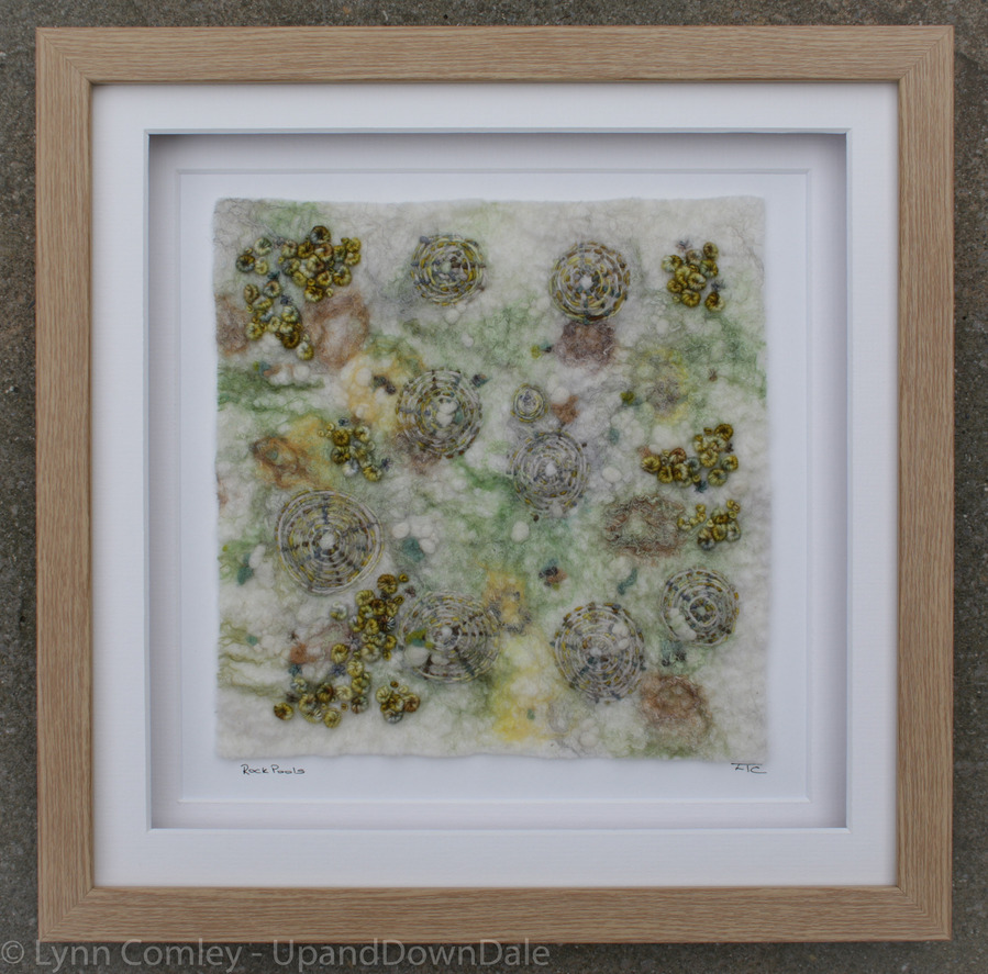 Limpet study, rock pools on the Yorkshire Coast by Scarborough artist Lynn Comley UpandDownDale 