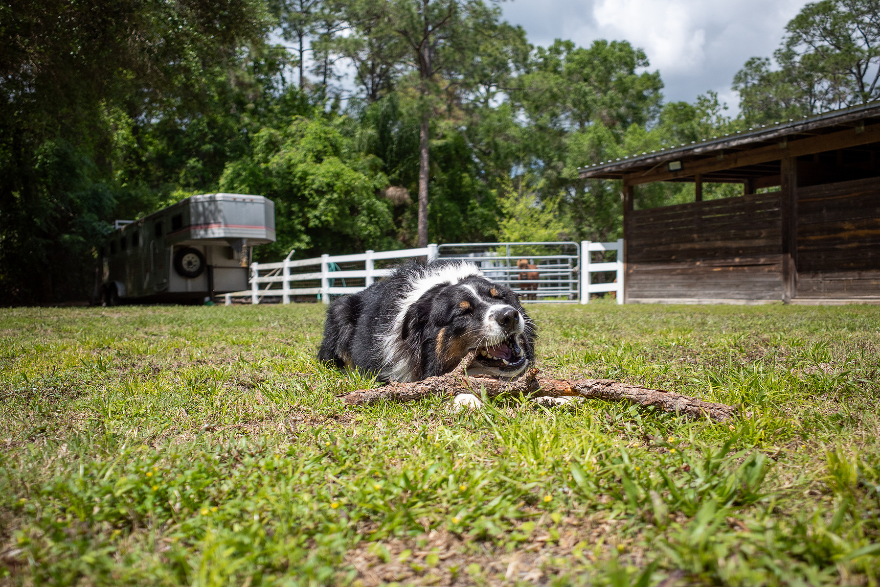 An Australian Shepherd engaging with a stick on a sunny day, set against a rural backdrop with a horse stable and trailer.