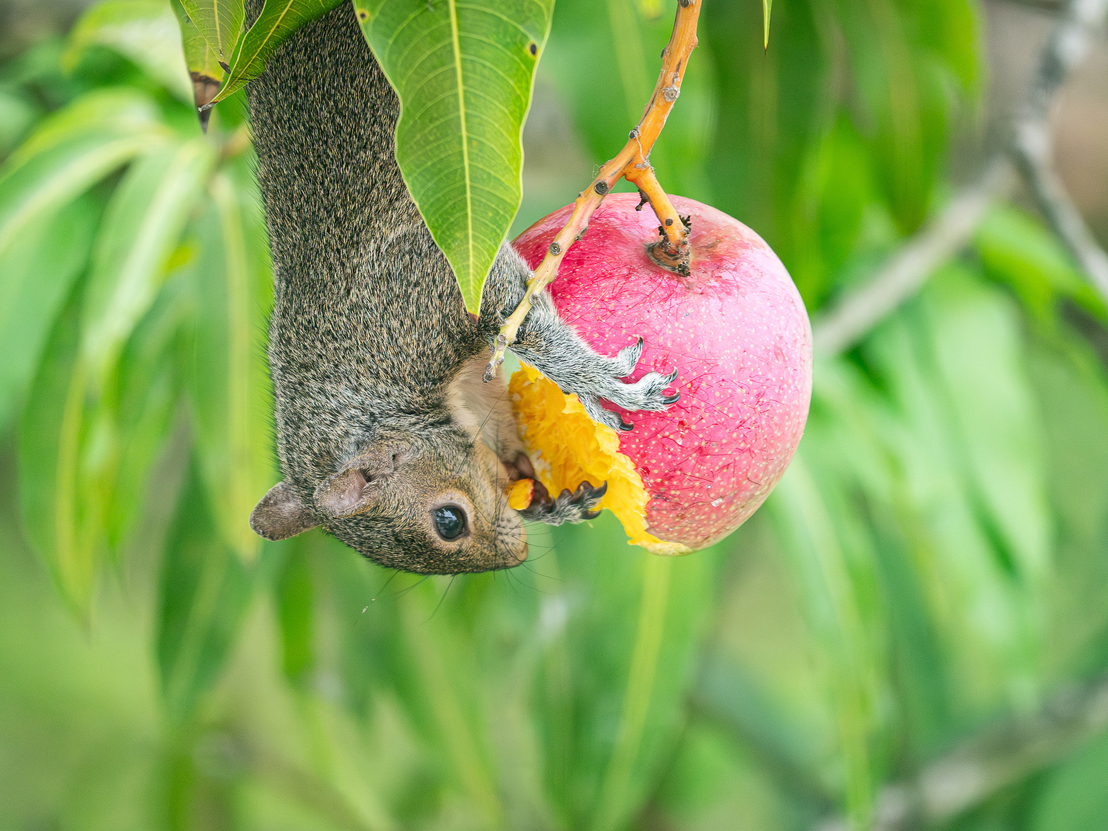 A squirrel hangs upside down to nibble on a ripe mango amidst lush green foliage.
