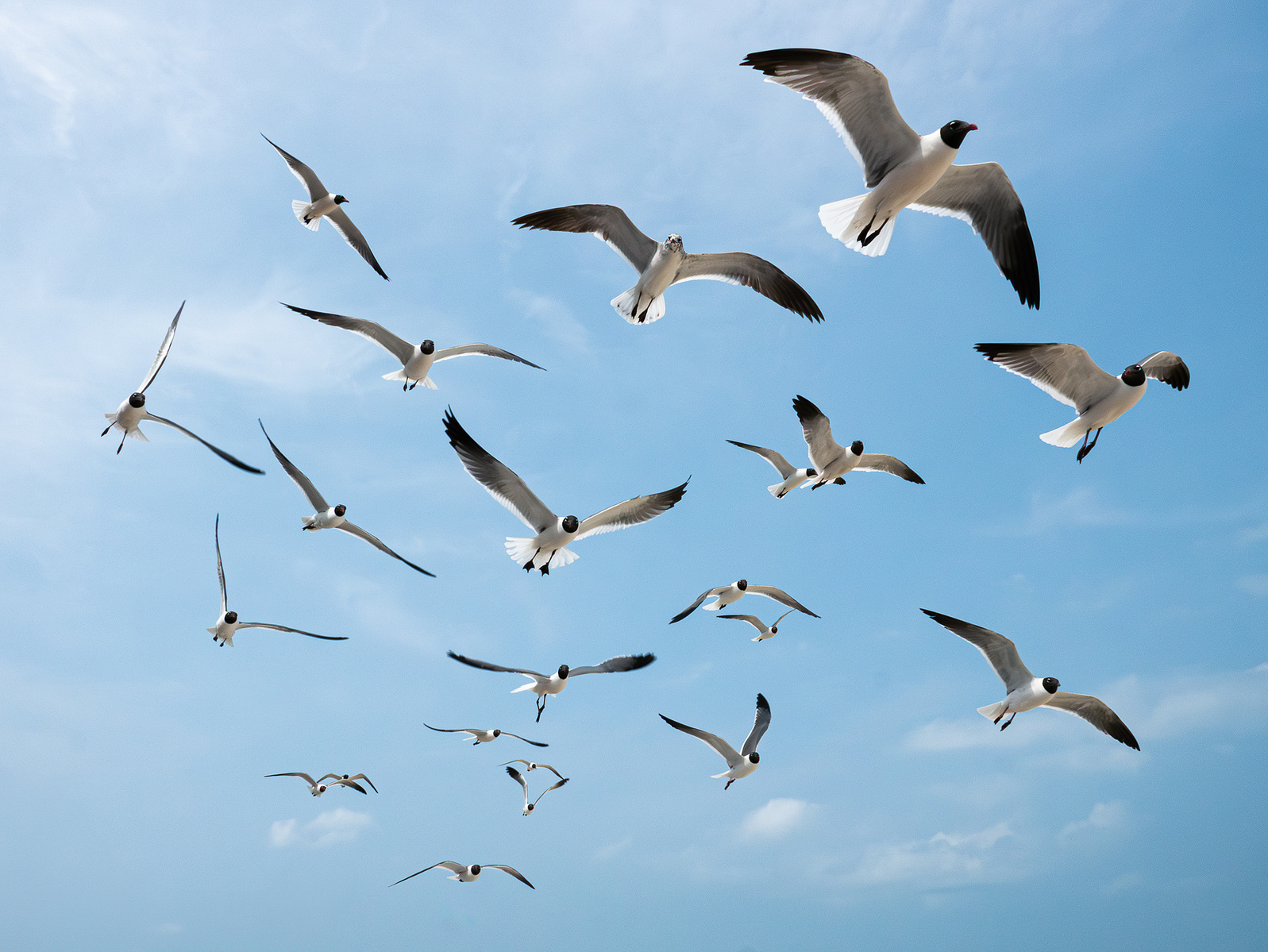 Seagulls soaring against a blue sky, wings spread in a display of grace and agility, captured in natural daylight.