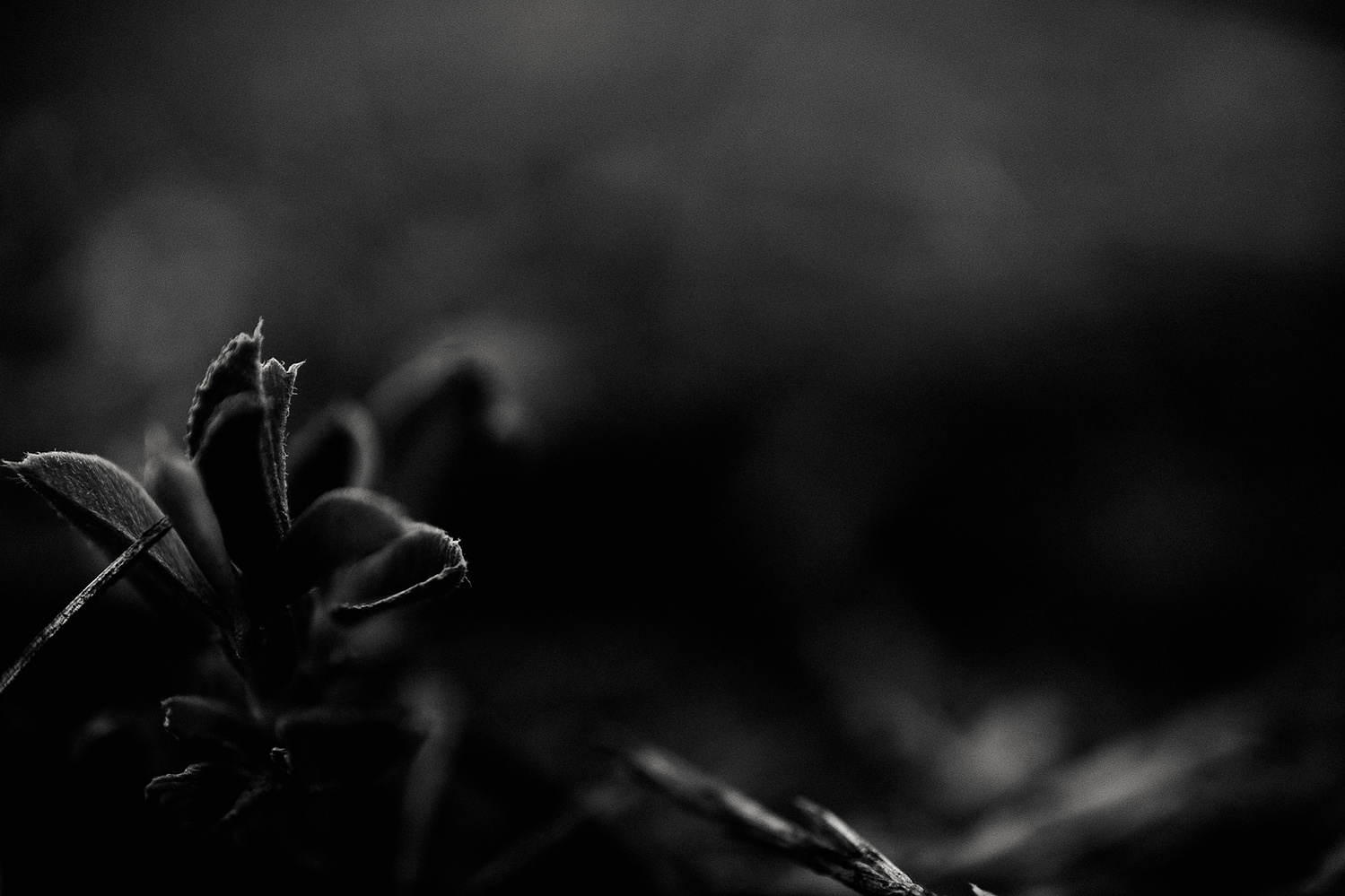 Voigtländer 35mm 2.0 Macro APO Fuji-X - Sample Image