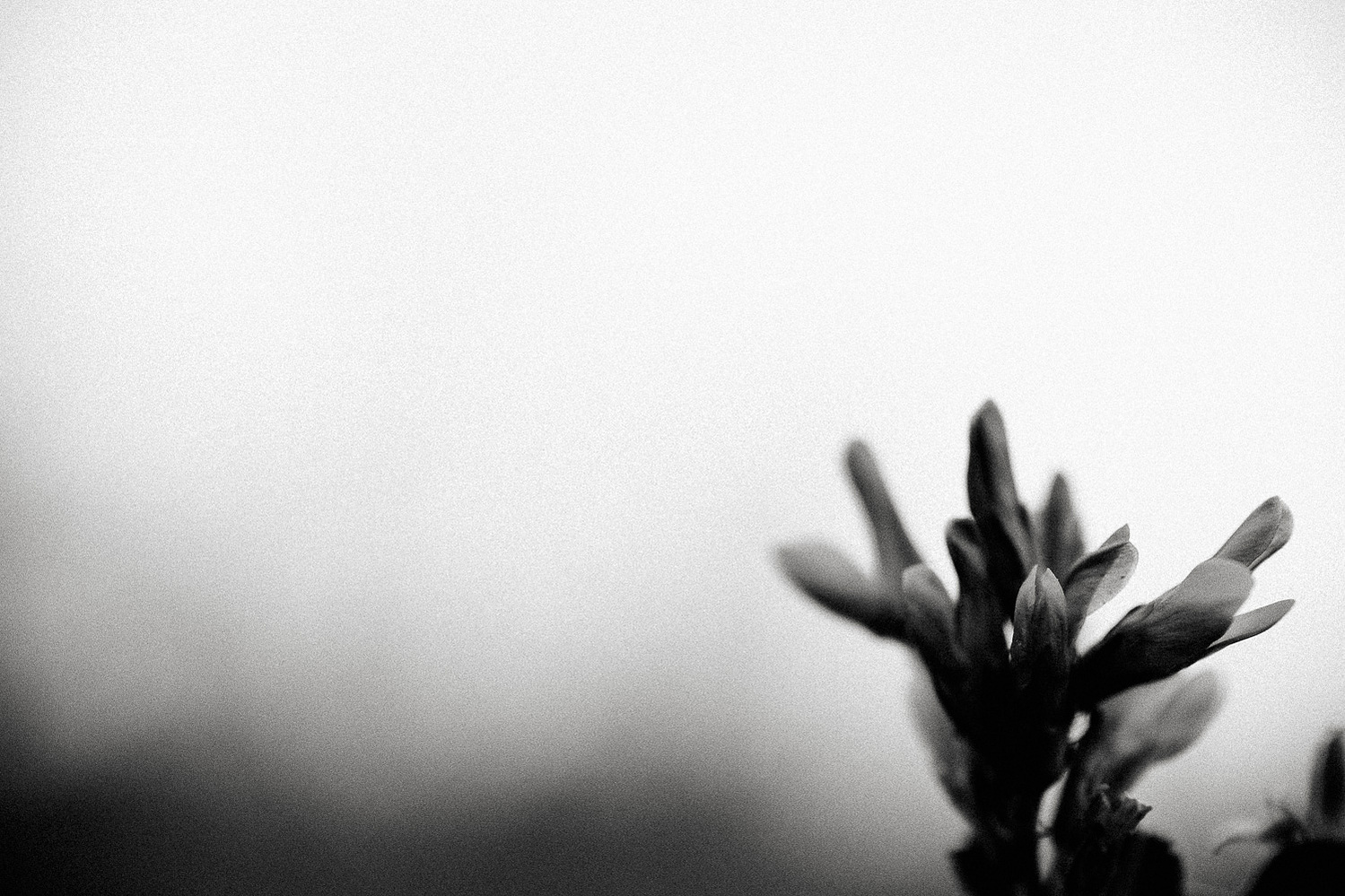 Voigtländer 35mm 2.0 Macro APO Fuji-X - Beispielfoto