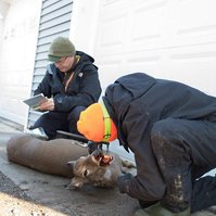 Sometimes the deer are dropped of outside, they need to be assessed too.