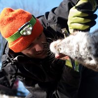 Looking at the wear and type of teeth gives the technicians information on the age of the deer. The headlamp helps see inside the dark mouths of the deer.
