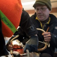 Technicians use a tool to open the mouth of a dead deer.