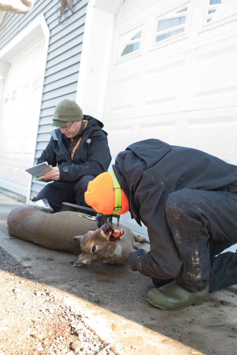 Sometimes the deer are dropped of outside, they need to be assessed too.
