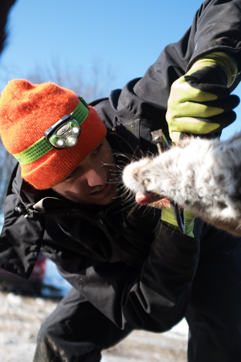 Looking at the wear and type of teeth gives the technicians information on the age of the deer. The headlamp helps see inside the dark mouths of the deer.