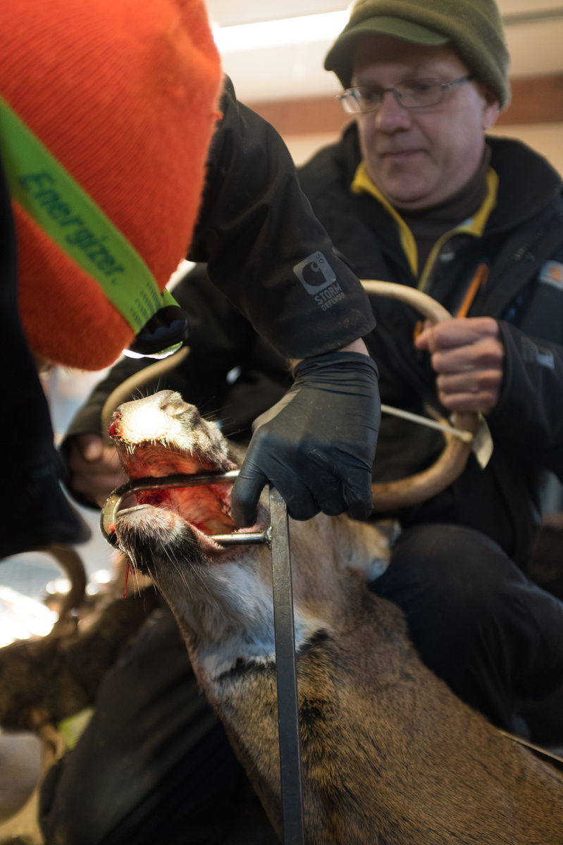 Technicians use a tool to open the mouth of a dead deer.