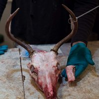 Deer are clearly important to small businesses, hunter and scientists. 

How does the average person enjoy deer?