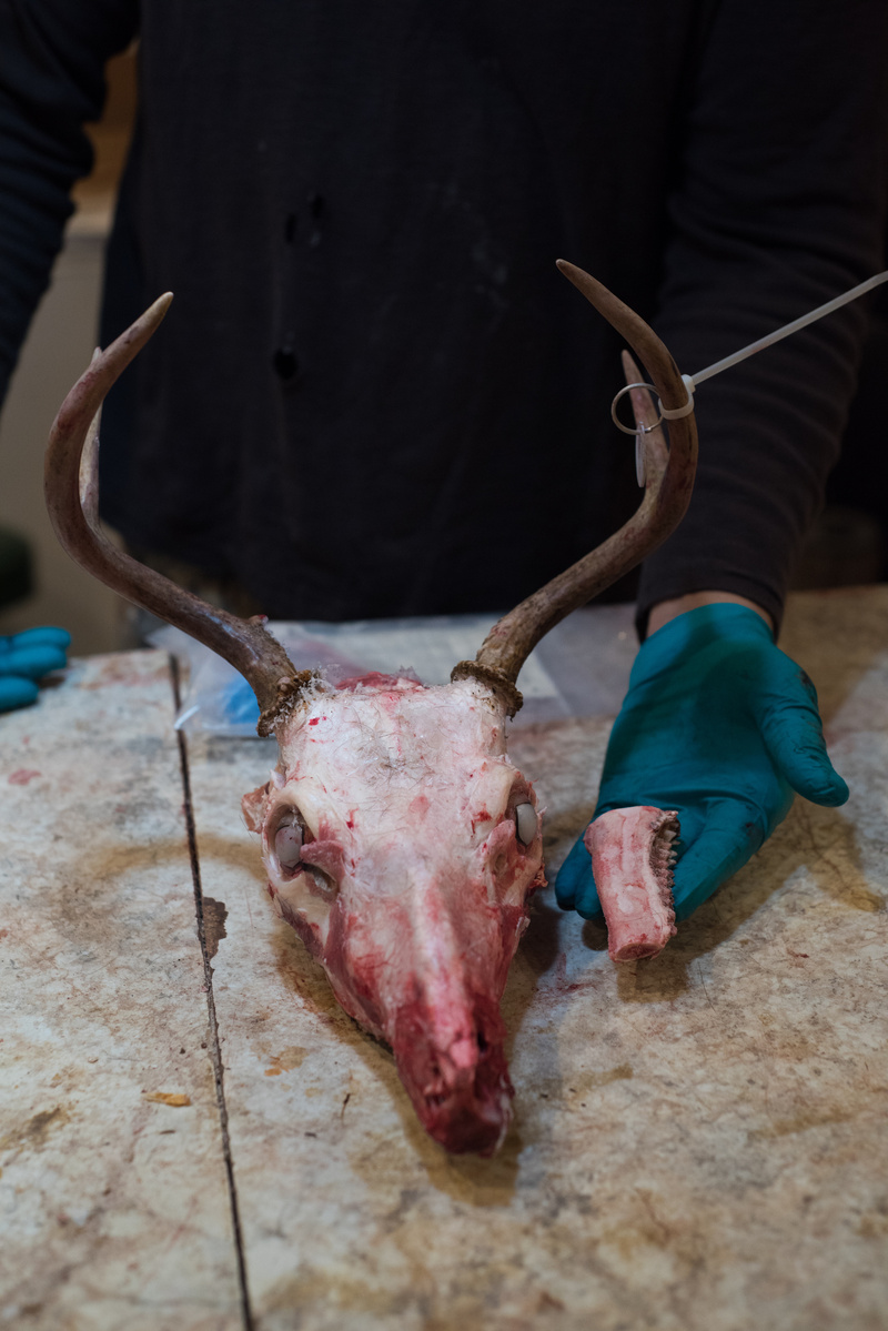 Deer are clearly important to small businesses, hunter and scientists. 

How does the average person enjoy deer?