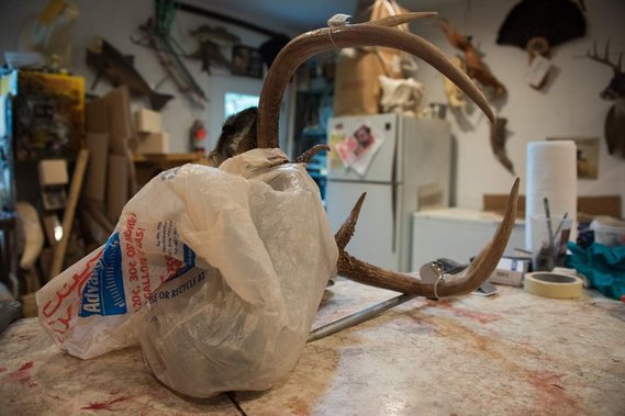 A head comes in from an excited client.

Kersten approaches each deer uniquely depending on the wants of the client and the traits of the deer.

The work to immortalize the deer begins.