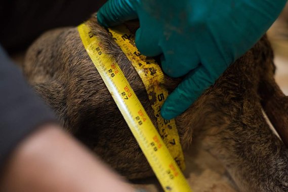 Measurements of the deer are taken in a variety of directions.

Unique traits are taken to note: strange injuries, odd shapes, interesting ears, eyes, noses or antlers.

This informs Kersten's next step.
