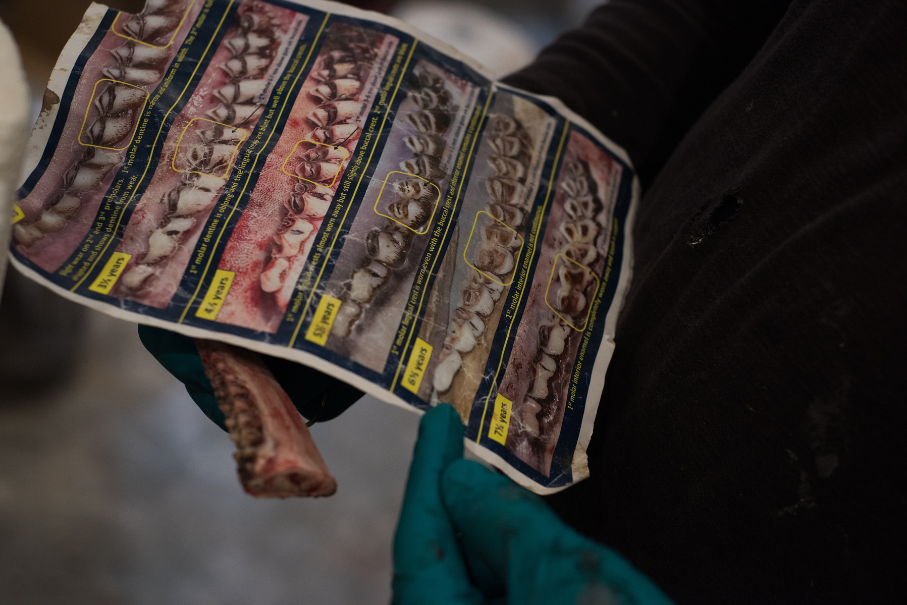 Aging and providing tissue samples to the state helps further research on deer demographics and alert scientists to diseases that spread quickly though herds.