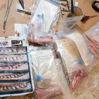 Kersten works with the DEC to age and provide gland samples to state biologists.