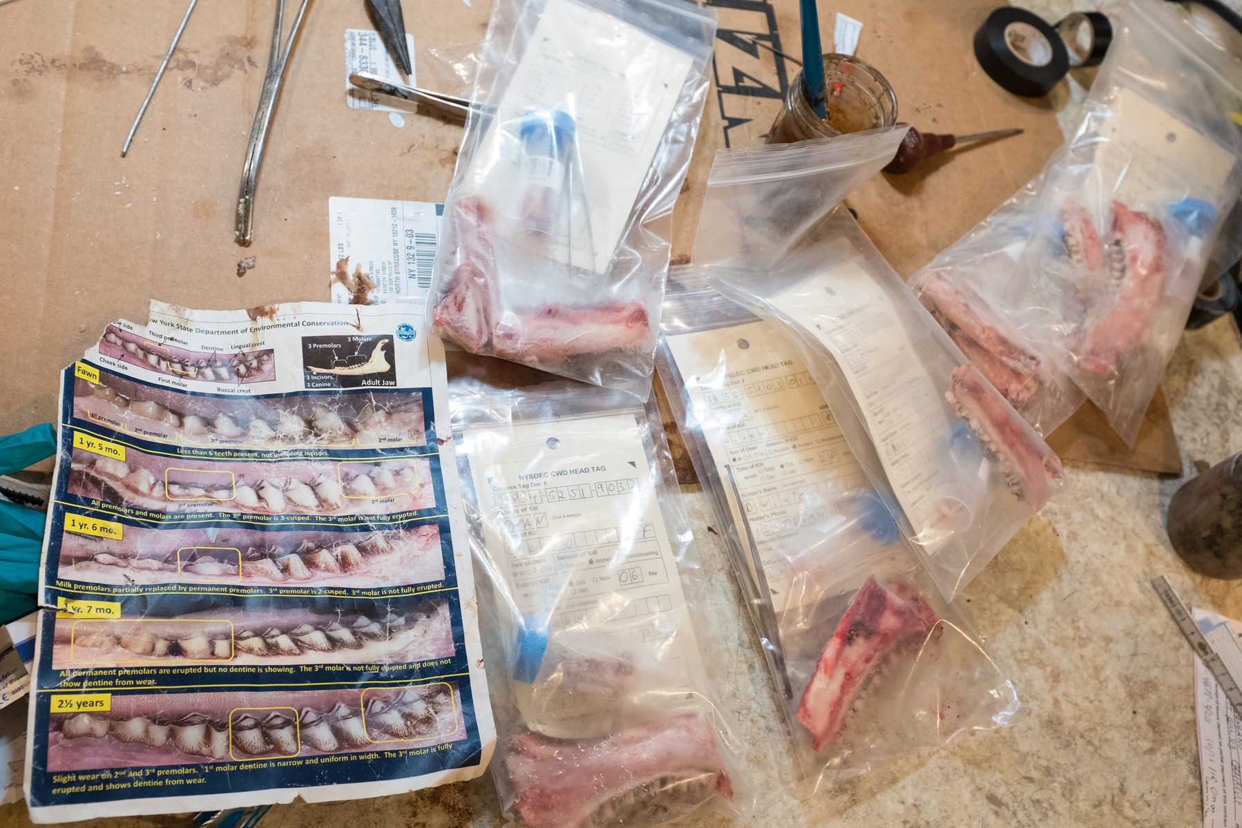 Kersten works with the DEC to age and provide gland samples to state biologists.