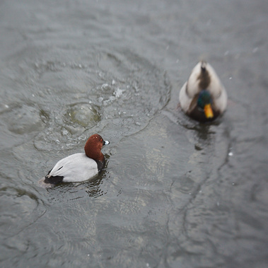 Two ducks in a pond, a common pochard which has a browny red colour head, grey back and black-tipped tail and a mallard, which have grey and black feathers on it's body, an orange beak an shimmery green head