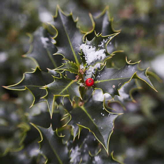 Close up macro shot of holly bush leaves. In the centre of the leaves there is one lone red berry and a light dusting of snow