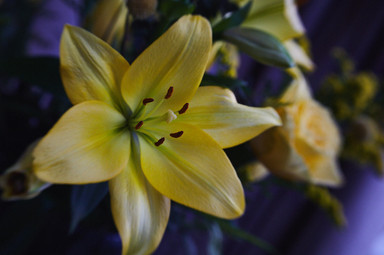 A yellow LA lily in bloom photographed against a soft purple background