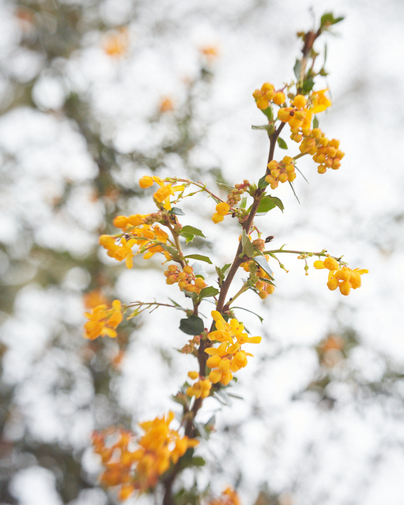 In the foreground, small yellow flowers of the Darwins Barberry plant can be seen climbing up the twig. The background is softly focussed and dappled white and green