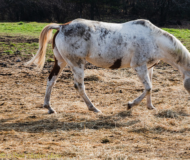 A different white horse walking to the right towards the barn.