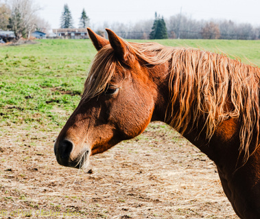 A brown horse pieces of dried hay sticking from his muzzle..