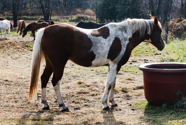 A brown and white horse standing beside a watering tub.
