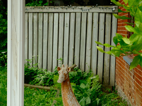 A model of a giraffe in front of some green shrubbery decorates a front door in Kemptville.