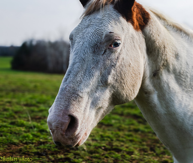 A view of left side of a white horse's head 