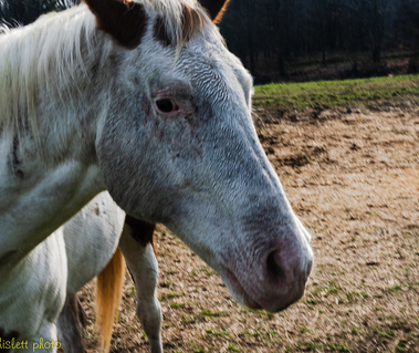 A view of the right side of a white horses' head.
