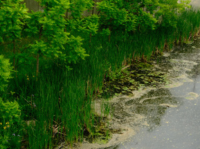 Green bushes line a river bank inKemptville