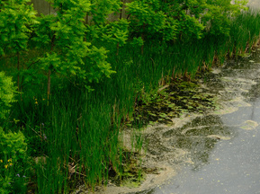 Green bushes line a river bank inKemptville