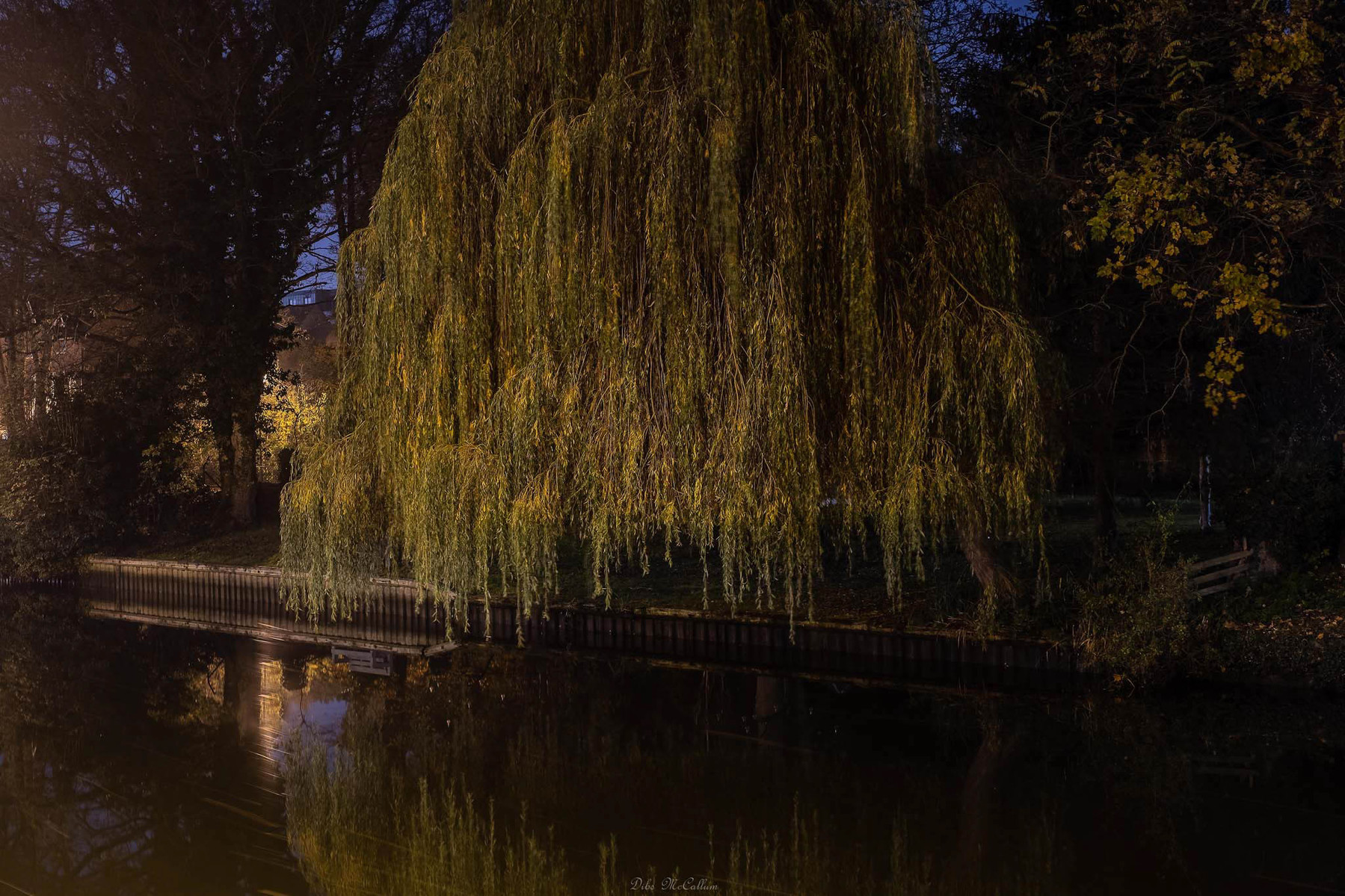 weeping willows on the river wensum at the Norwich yacht station in the city centre illuminated by nearby street lighting as the branches hang very close to the waters edge at night