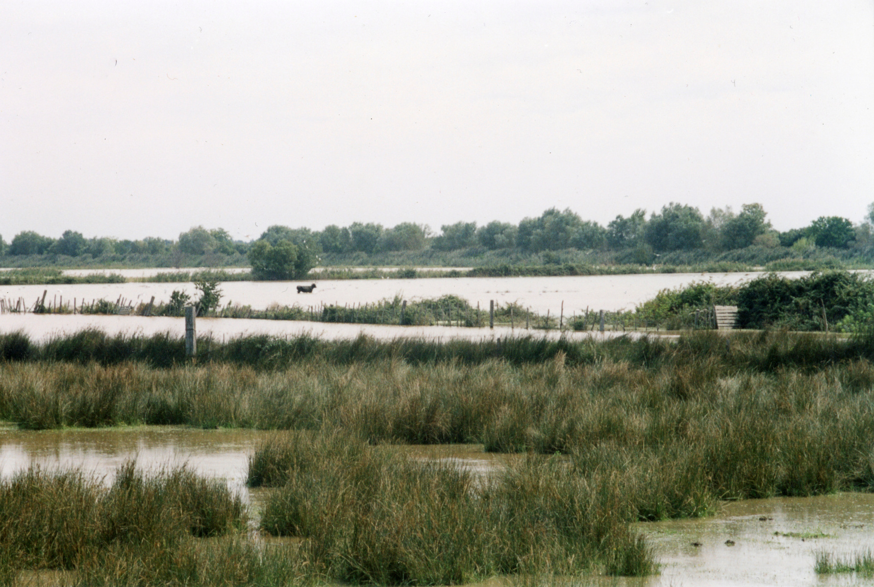 Inondation 2003 Arles, Photographie d’archive de Mme Evelyne G.