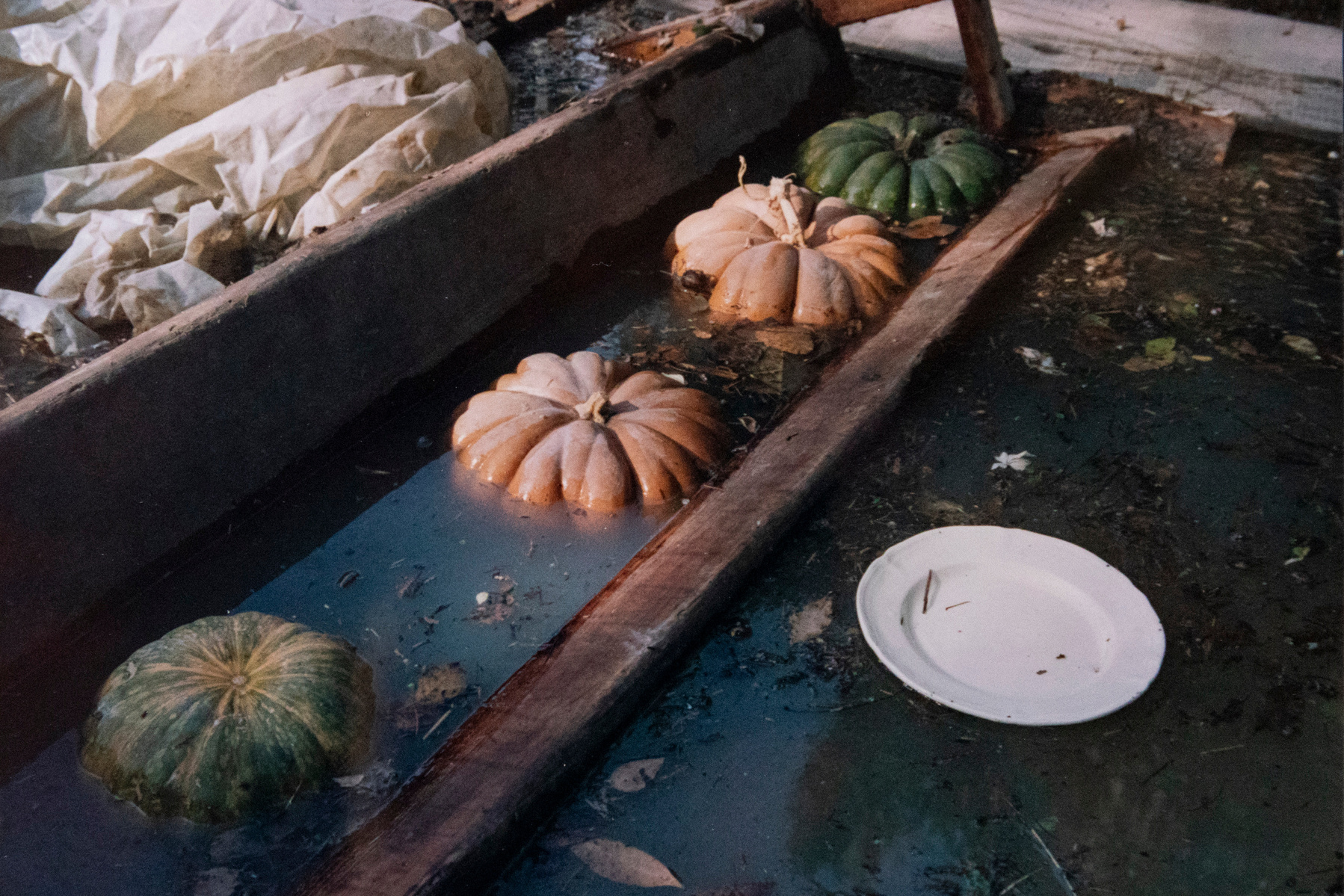 Inondation 2003 Arles, Photographie d’archive de Mr Dumas