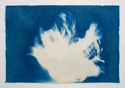 cyanotype photography, Los Angeles gallery