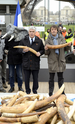 Philippe Martin, Ministre de l'Ecologie et Nicolas Hulot, douanier, police de l'environnement (en gris), stock d'voire illegal a detruire, tour Eiffel ..Destruction d'un stock de 3 tonnes d'ivoire illicite saisi en France entre 1987 et 2007 sur le champ d