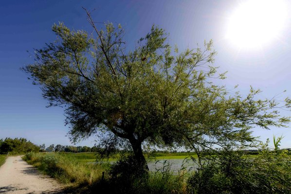 Riziere, riz biologique, olivier..AMAP Mas neuf de la Motte, culture et production de riz bio, riziculture en Camargue..Developement durable, ariculture biologique