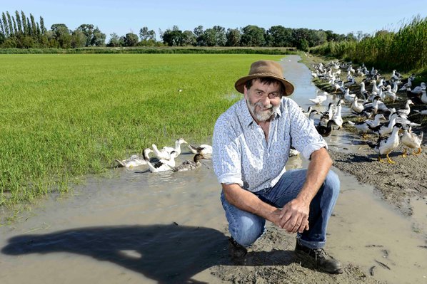 Bernard Poujol, riziculteur, riziere, canard paturant dans les rizieres pour eliminer les mauvaises herbes..AMAP Mas neuf de la Motte, culture et production de riz bio, riziculture en Camargue..Developement durable, ariculture biologique