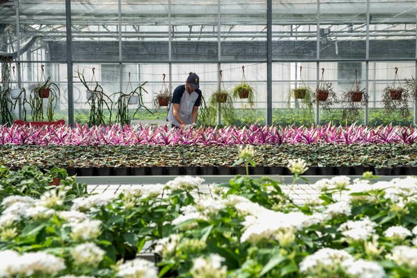 Serres, interieur, horticulteur, homme, plantes vertes fleuries..Centre de production horticole de la ville de Paris, culture de vegetaux, plantes, arbres, fleurs, floriculture, fleurs arbres arboriculture ..agriculture raisonnee, horticulture