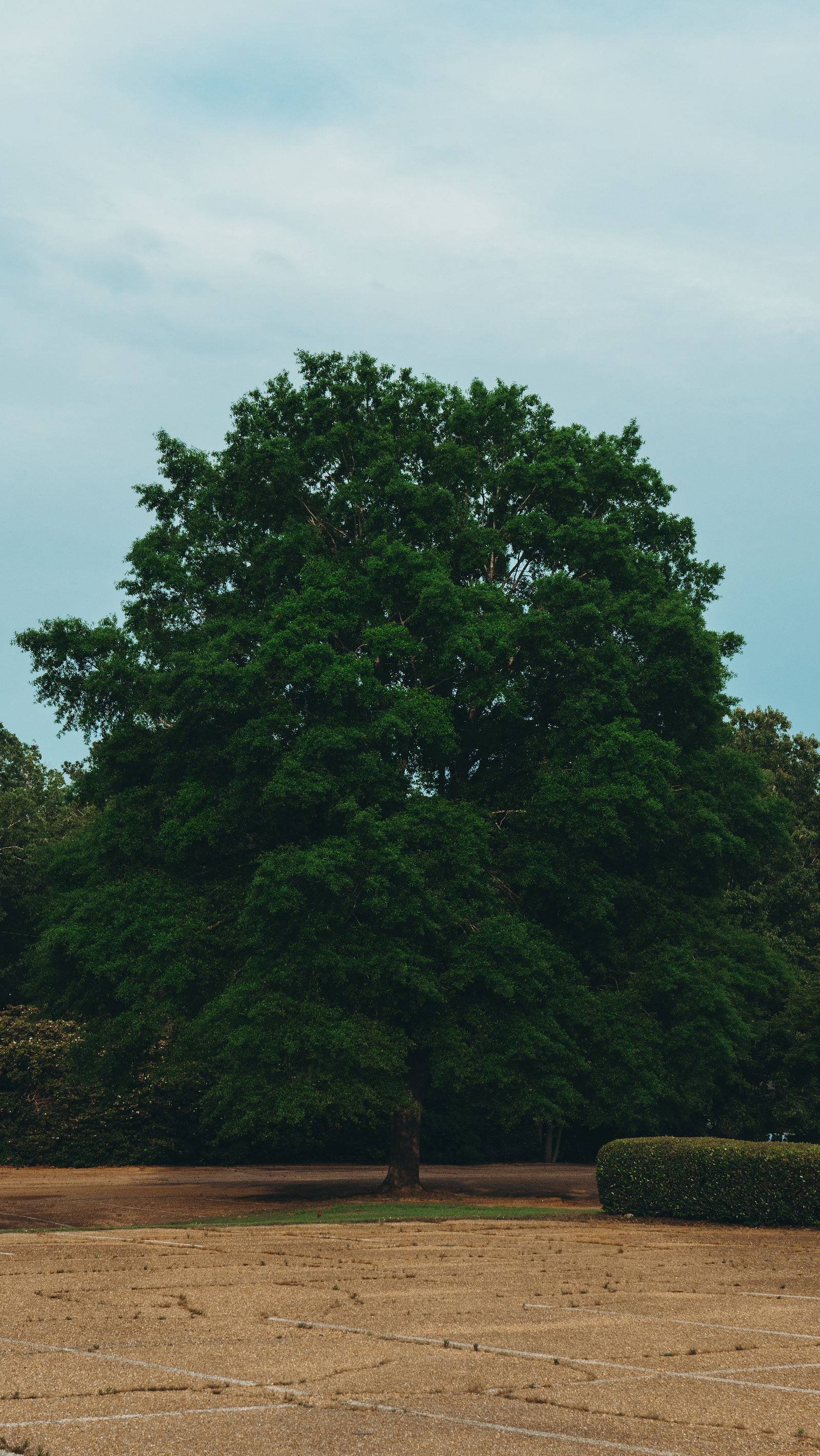 Large tree at the edge of a parking lot.