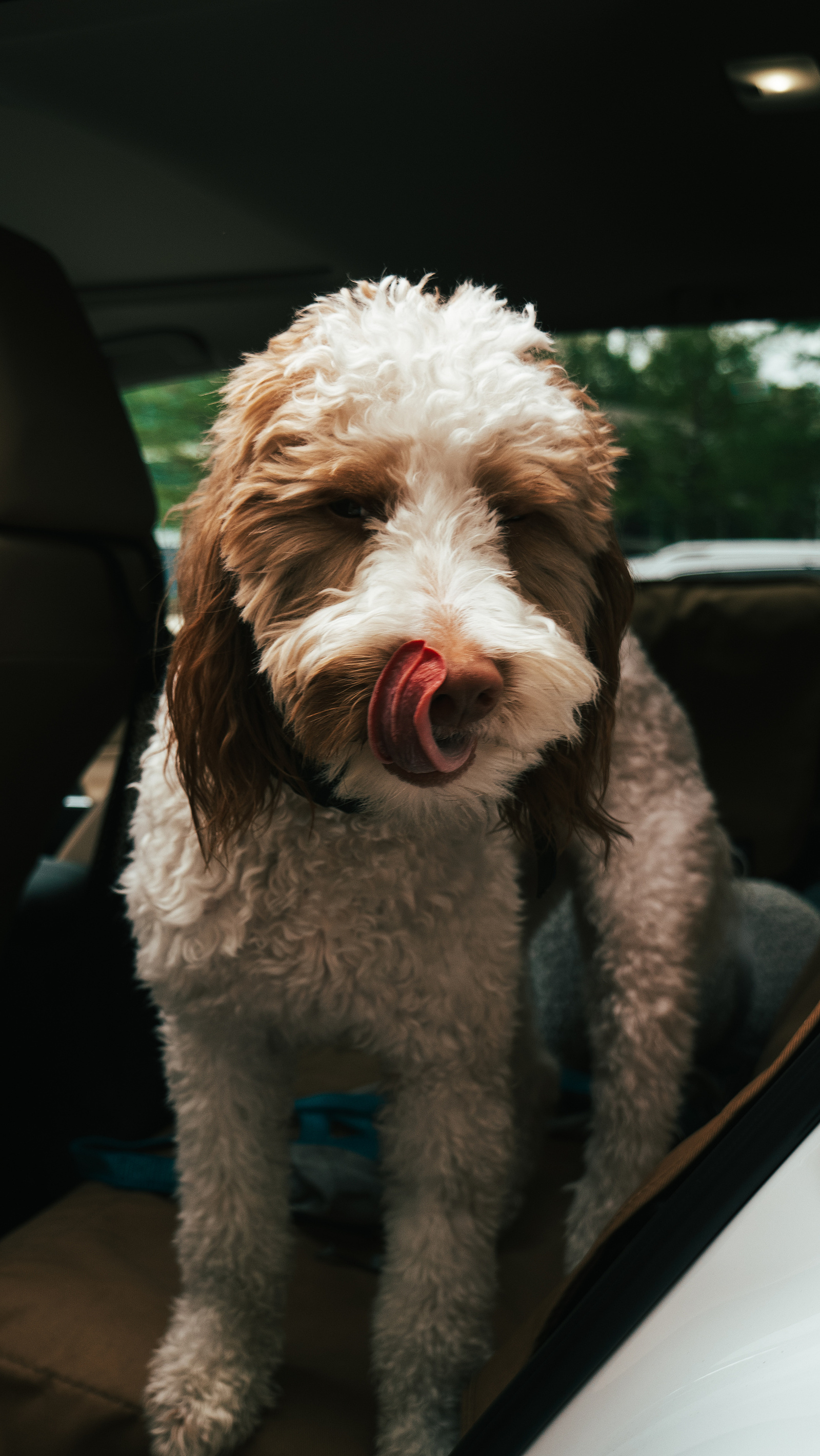 Dog ready to go on a car ride in the back seat.