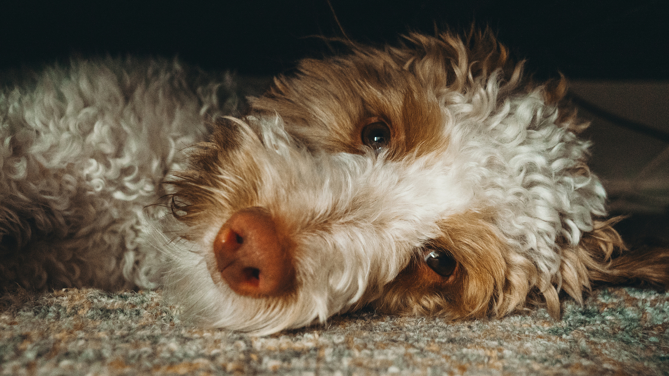 Lazy day for a lazy dog.